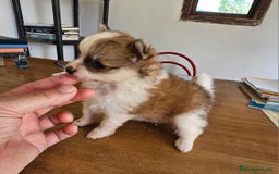 Pomerania perros en venta: Espectaculares Pomerania - Imagen 13