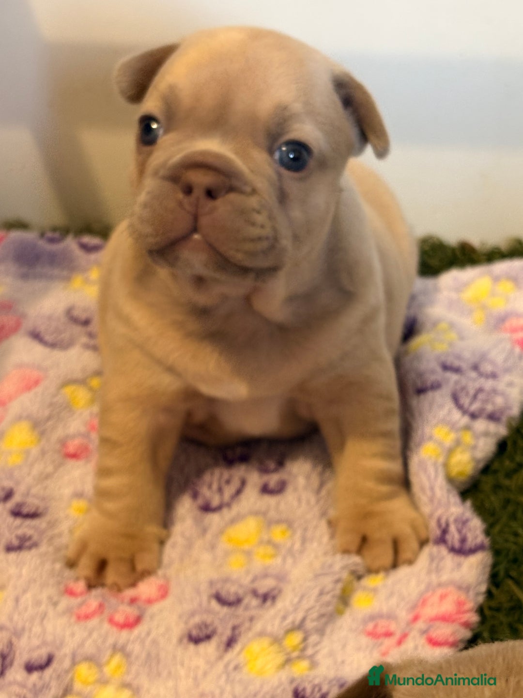 Bulldog Francés perros en venta: Precioso macho bulldog francés  - Anuncio 3