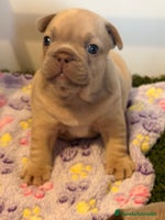 Bulldog Francés perros Precioso macho bulldog francés - Anuncio 5