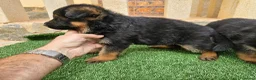 Pastor Alemán perros en venta: Espectaculares cachorros pastor alemán  - Anuncio 4