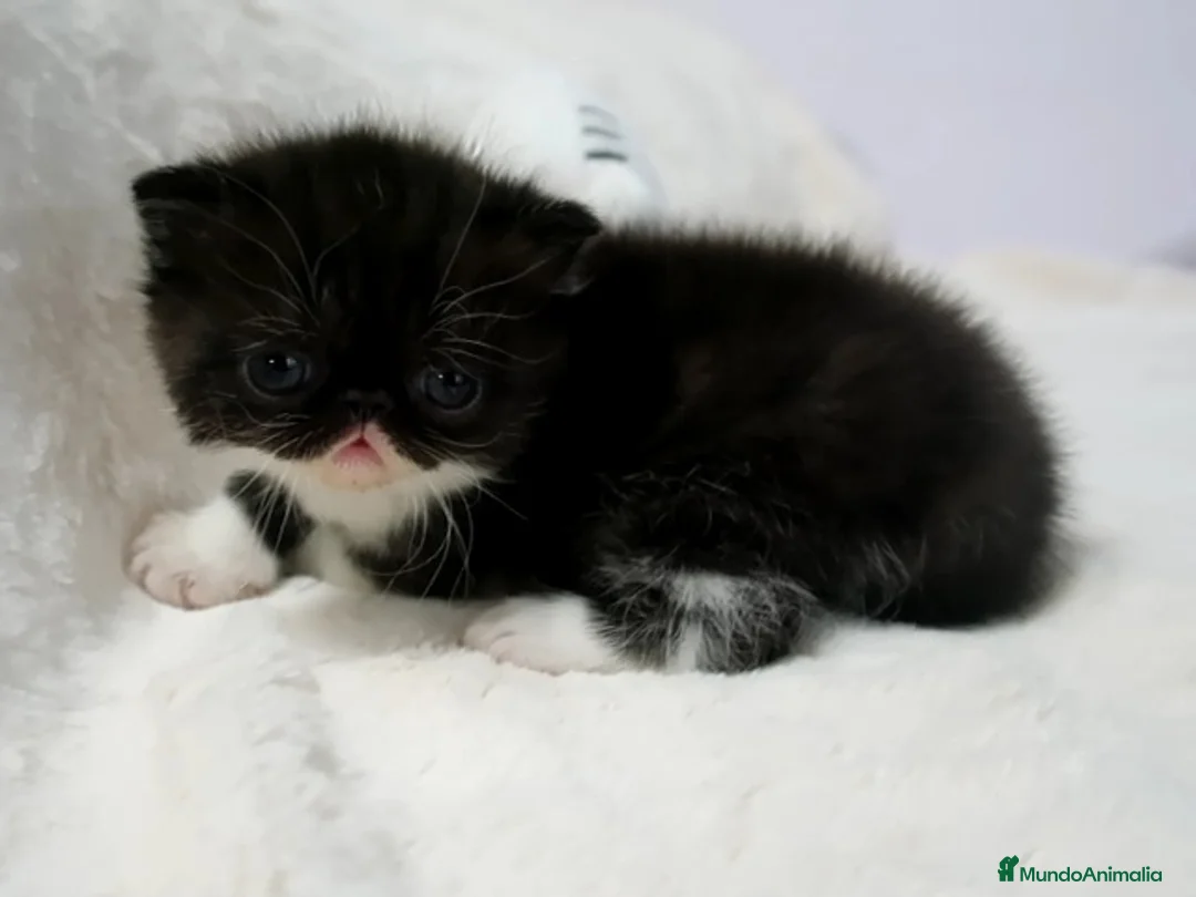 Imagen de galería {{count}}