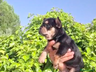 Bulldog Francés perros - Anuncio 38