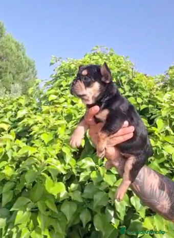 Bulldog Francés perros - Anuncio 11