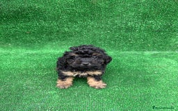 Caniche Toy perros en venta: CANICHE PHANTOM TOY - Anuncio 2