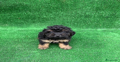 Caniche Toy perros CANICHE PHANTOM TOY - Anuncio 1