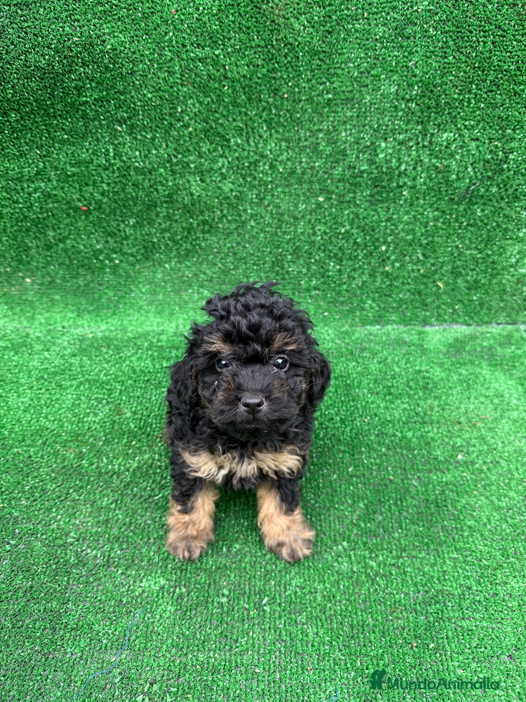 Caniche Toy perros en venta: CANICHE PHANTOM TOY - Anuncio 2