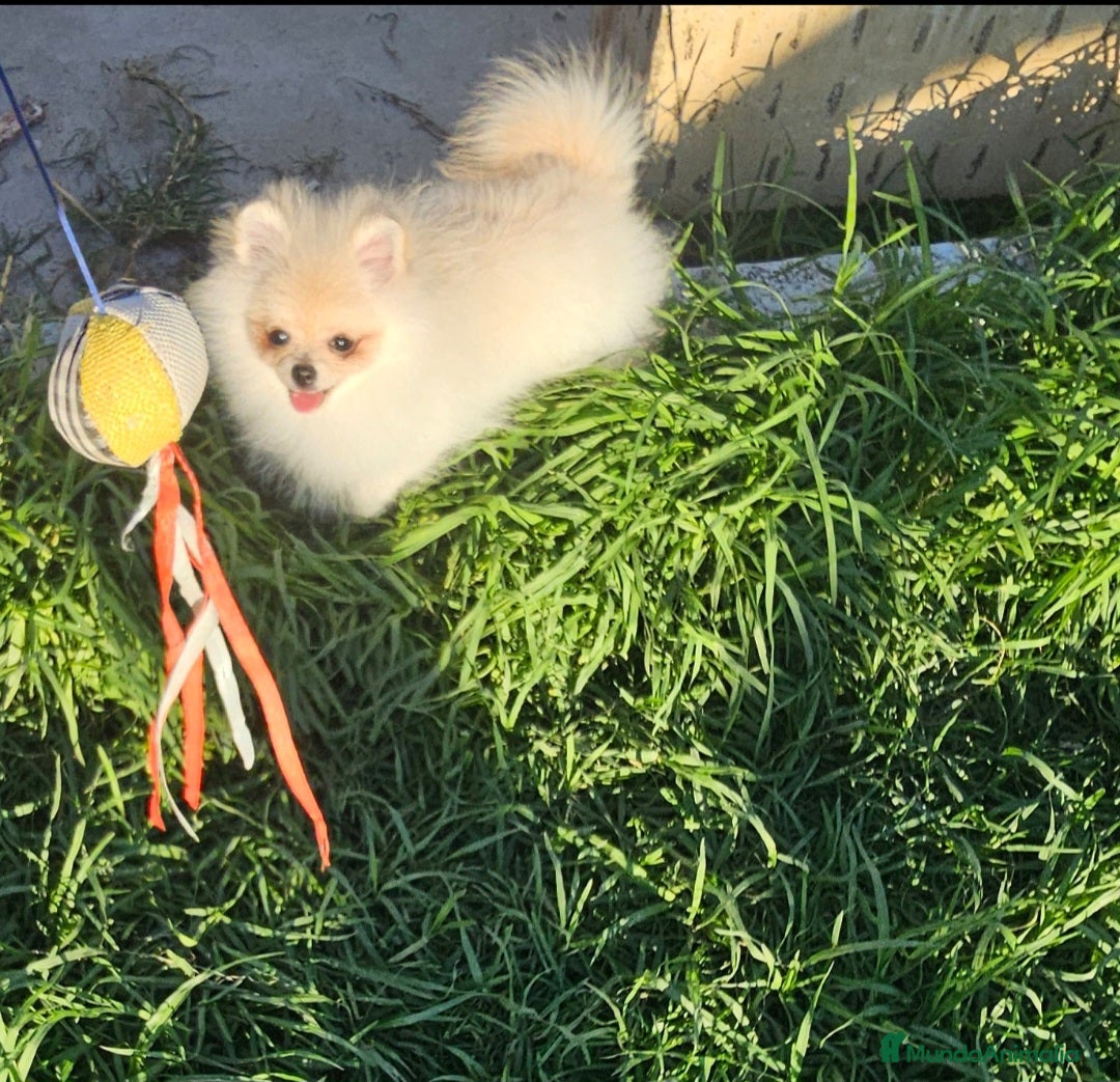 Pomerania perros en venta: POMERANIA HEMBRITA MINIATURA MINIATURA - Anuncio 1