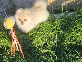 Pomerania perros POMERANIA HEMBRITA MINIATURA MINIATURA - Anuncio 1