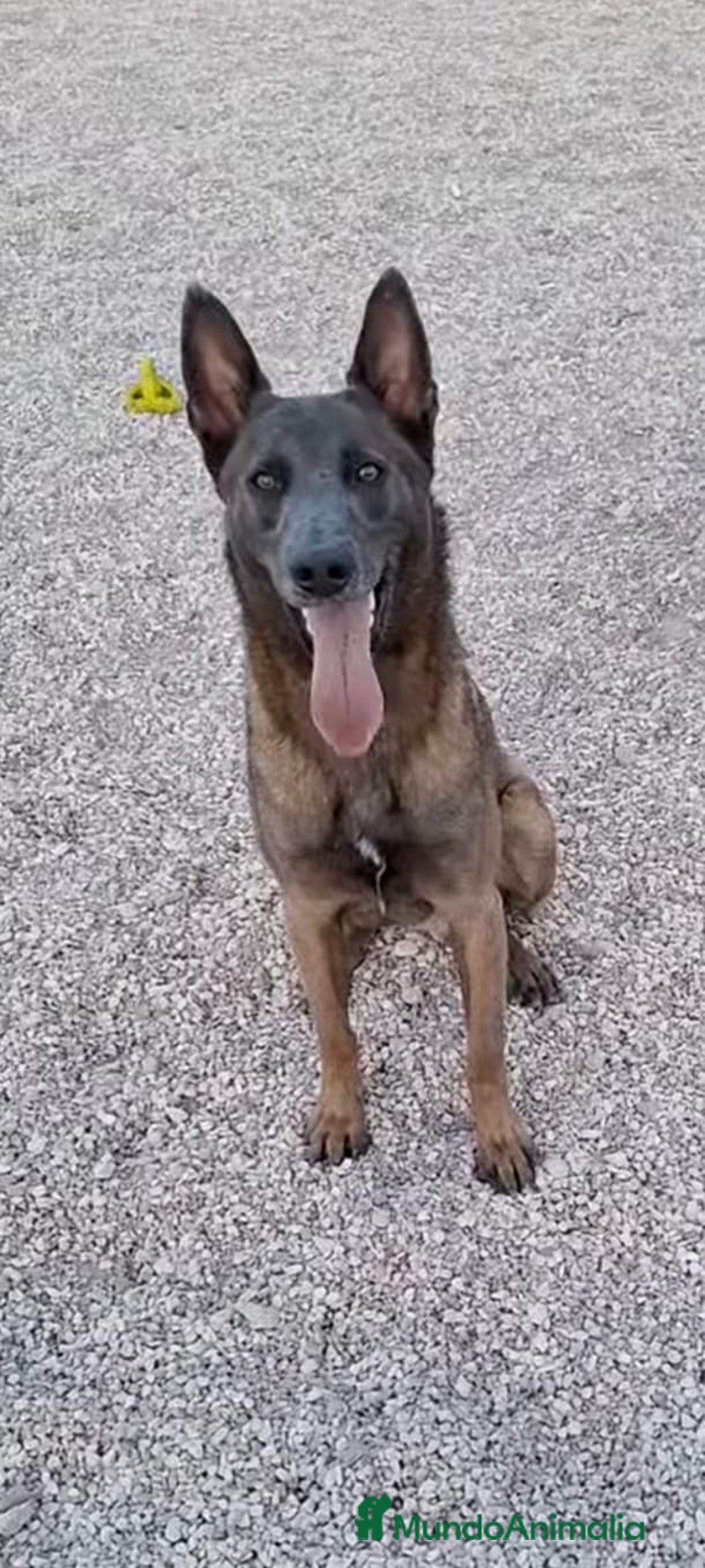 Pastor Belga Malinois perros en venta: Disponibles Malinois con pedigree  - Anuncio 4