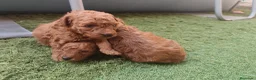 Caniche Toy perros en venta: Cachorros de caniche Toy rojos en Zaragoza - Anuncio 7
