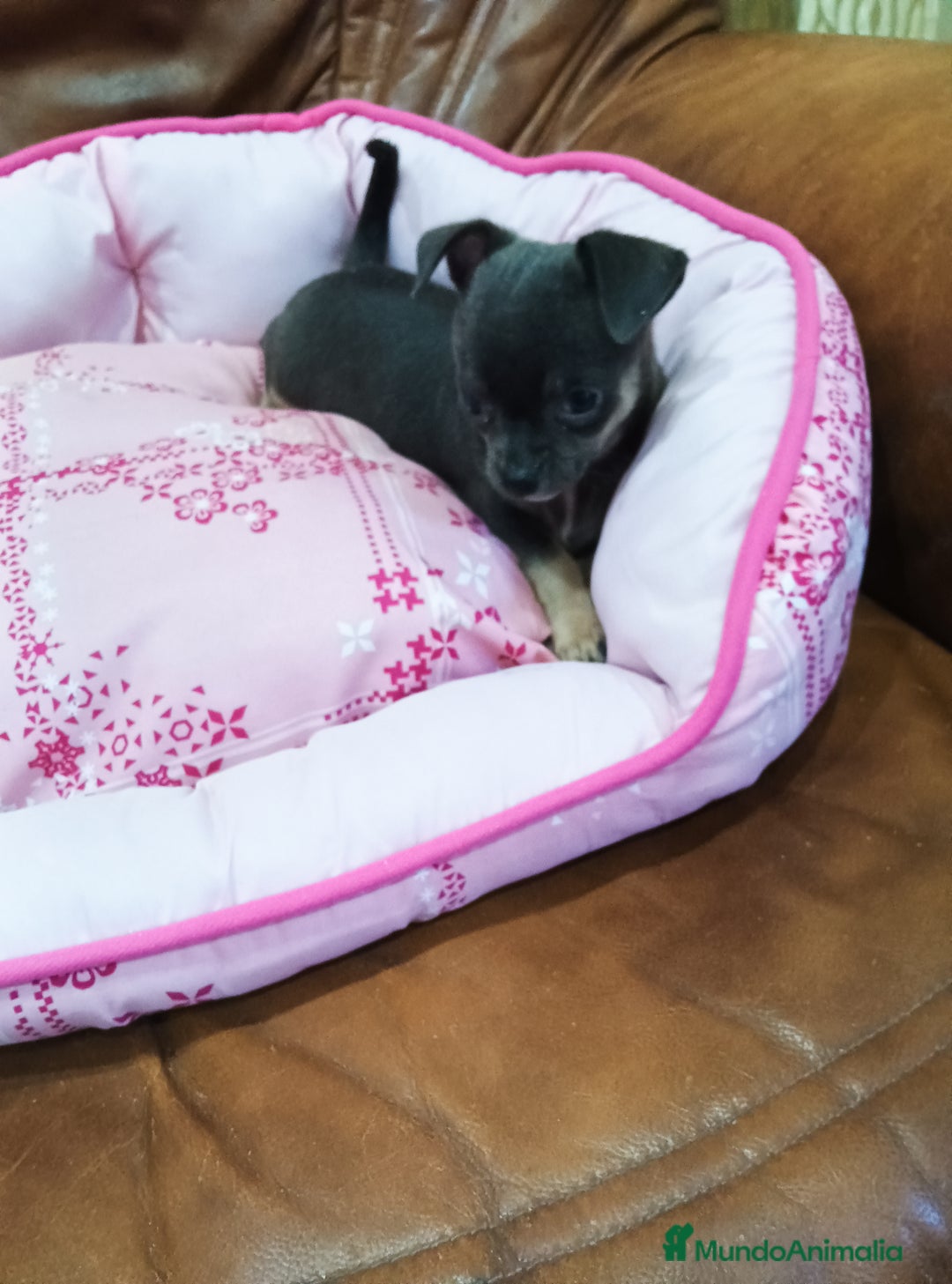 Chihuahua perros en venta: CHIHUAHUA TOY  - Imagen 4