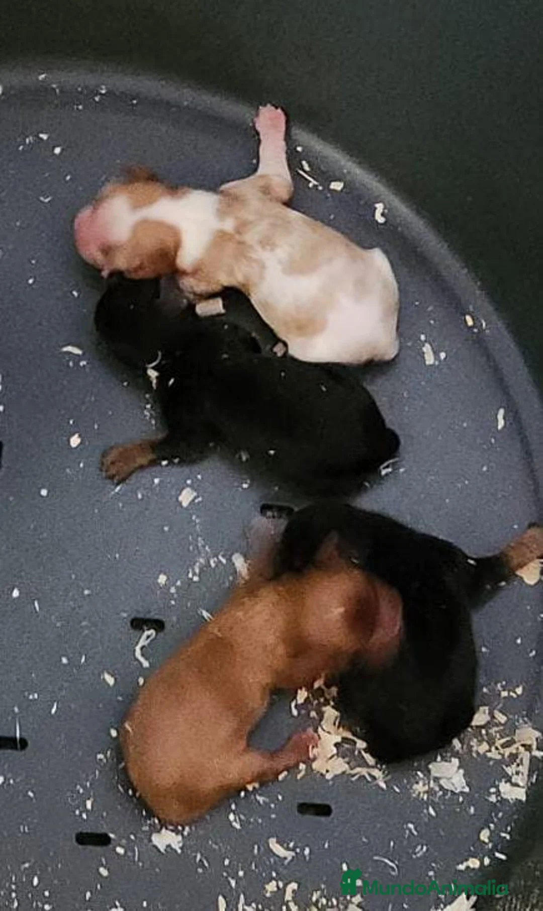 Cavalier King Charles Spaniel perros en venta: CAVALIER RUBI Y TAN DISPONIBLE - Anuncio 7