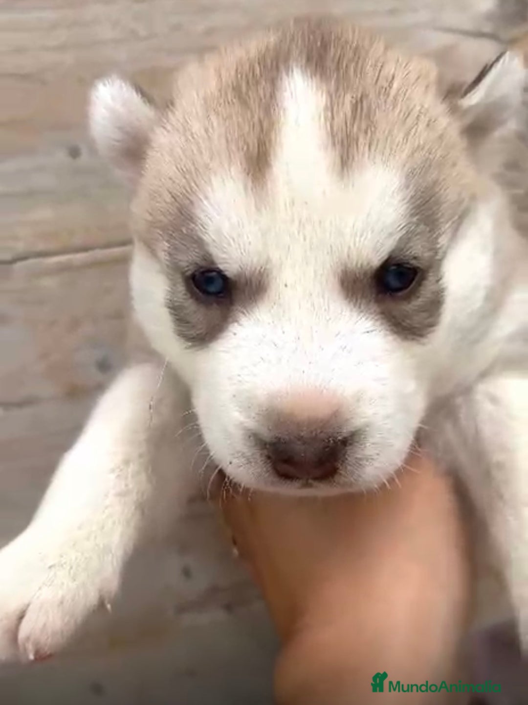 Husky Siberiano perros en venta: HUSKY  - Imagen 5