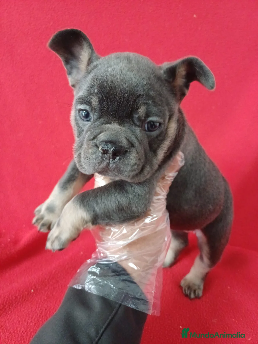 Bulldog Francés perros en venta: Bulldog Francés Blue Tan  - Anuncio 2