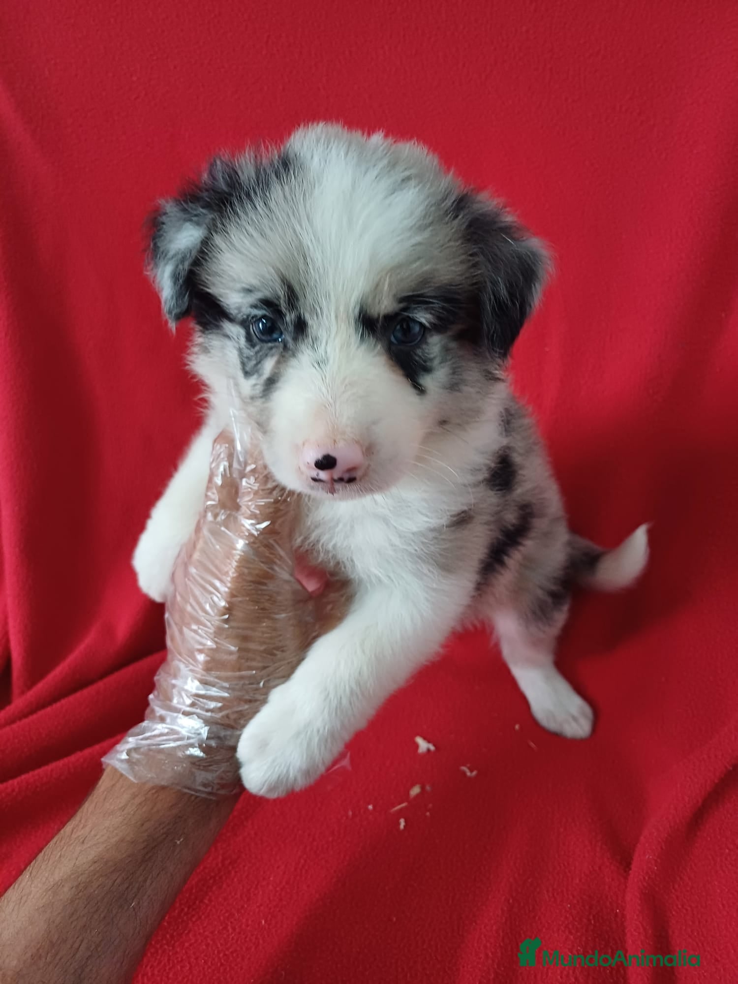 Border Collie perros Border Collie Merle  - Anuncio 31
