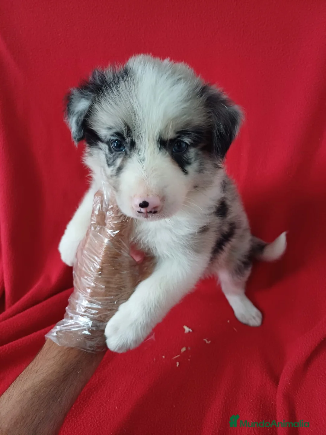 Border Collie perros en venta: Border Collie Merle  - Anuncio 1