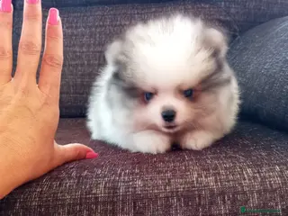 Pomerania perros Pomerania de Lulú - Anuncio 6