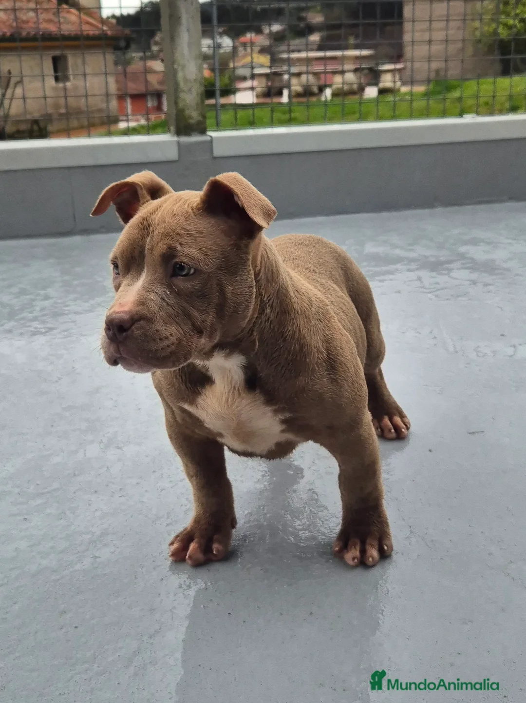 American Bully perros en venta: American Bully Pocket  - Anuncio 11