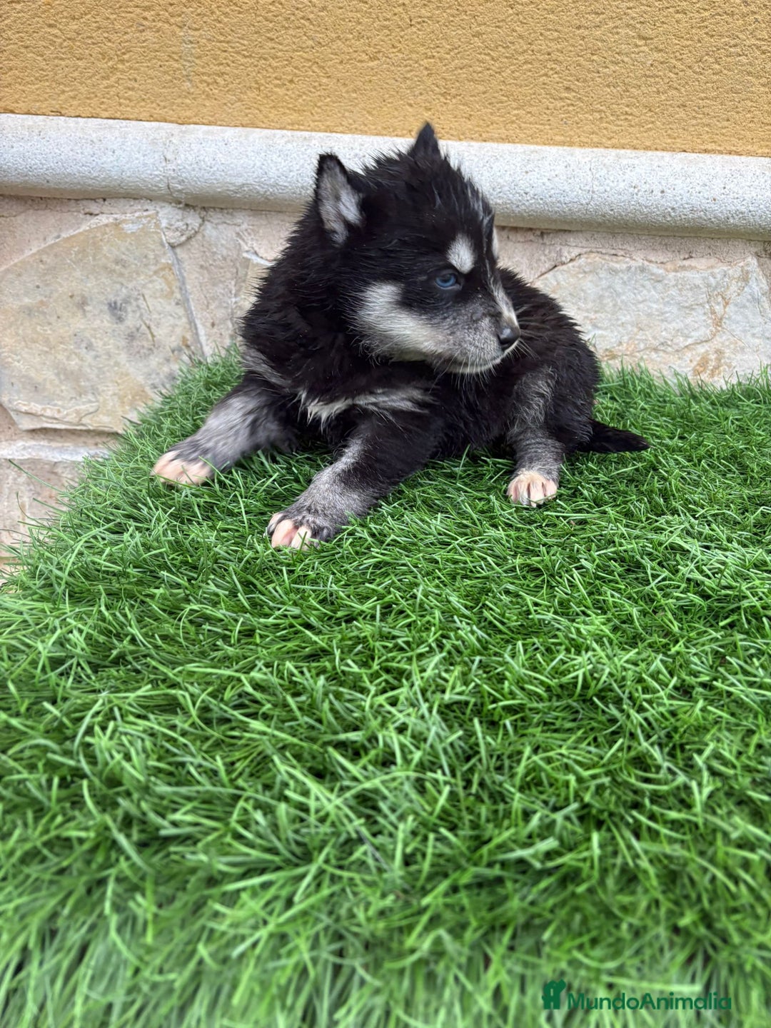 Husky Siberiano perros en venta: Cachorro de Husky Siberiano macho  - Anuncio 15