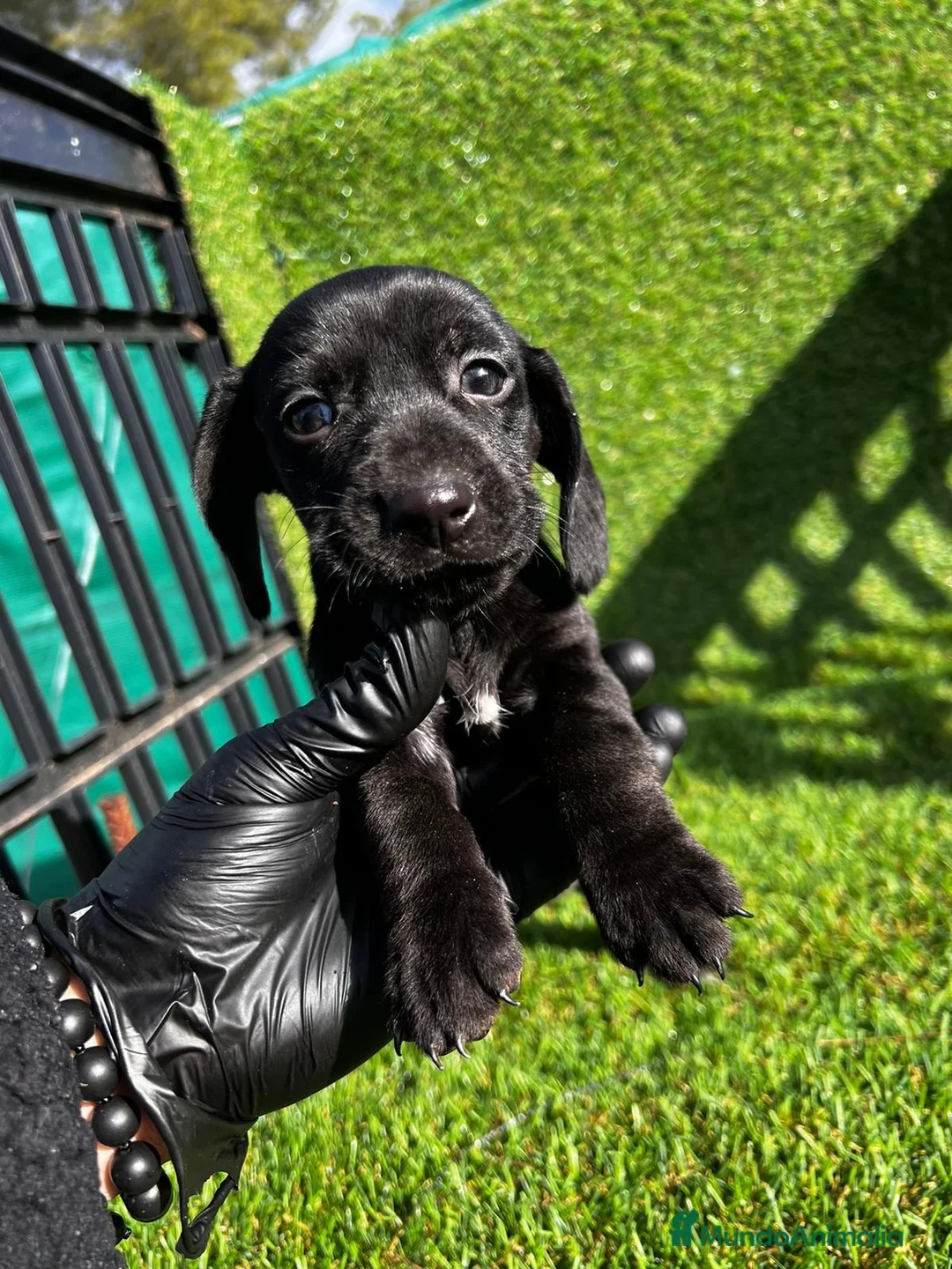 Teckel Miniatura perros en venta: Teckel listos para entregar !  - Anuncio 4