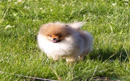 Pomerania perros en venta: Cachorros pomerania fotos reales  - Imagen 7