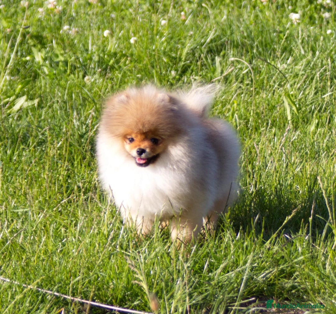 Pomerania perros en venta: Cachorros pomerania fotos reales  - Imagen 7
