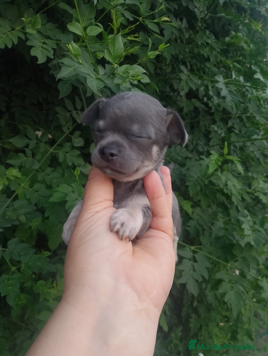 Chihuahua perros en venta: Camada de chihuahua toy  - Imagen 10
