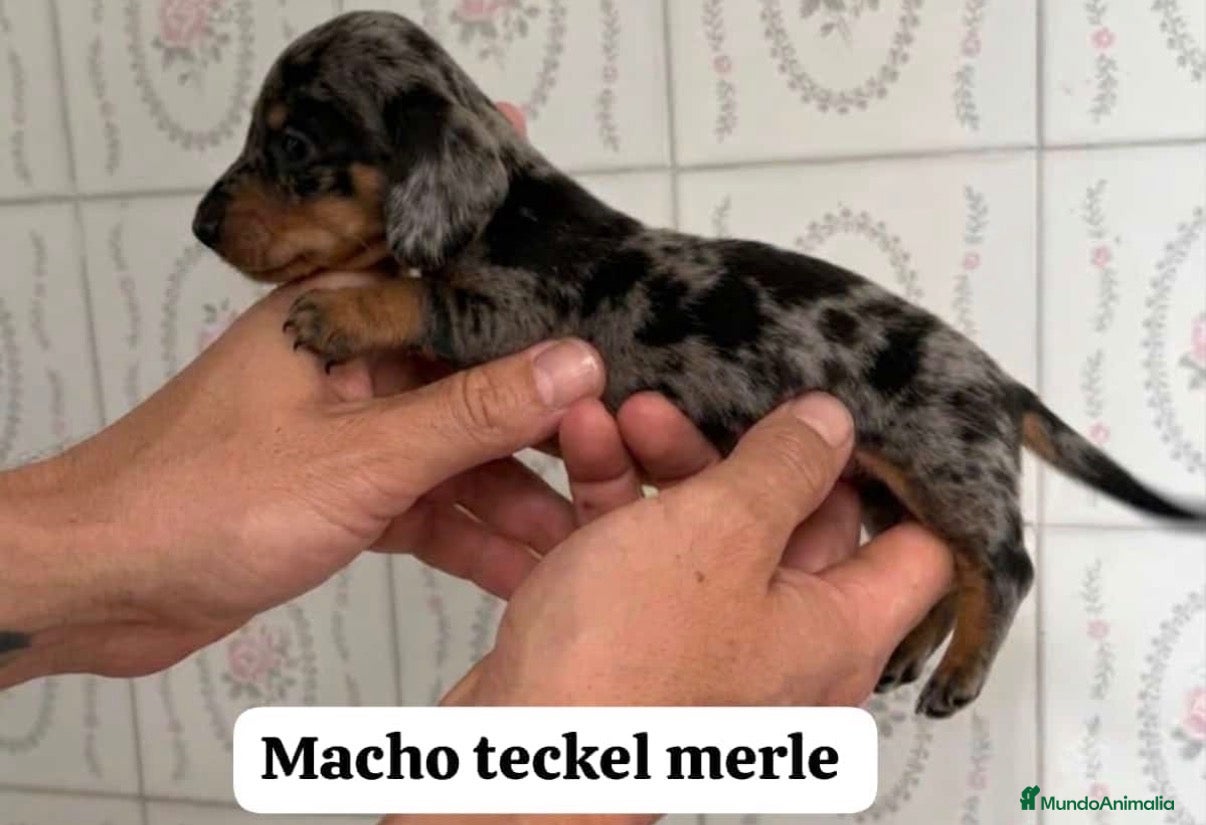 Teckel perros Tekel machos y hembras  - Anuncio 10