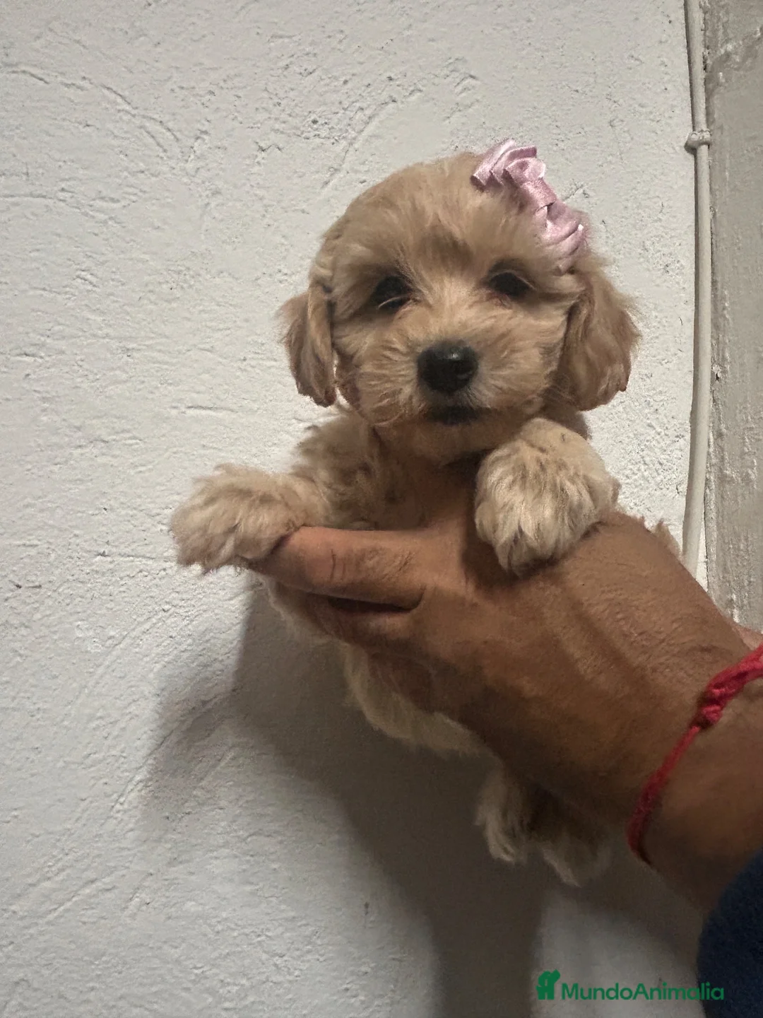 Maltipoo perros en venta: Maltipoo 628789235 - Anuncio 1