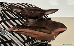 Chihuahua perros en venta: Chihuahua mini - Imagen 3