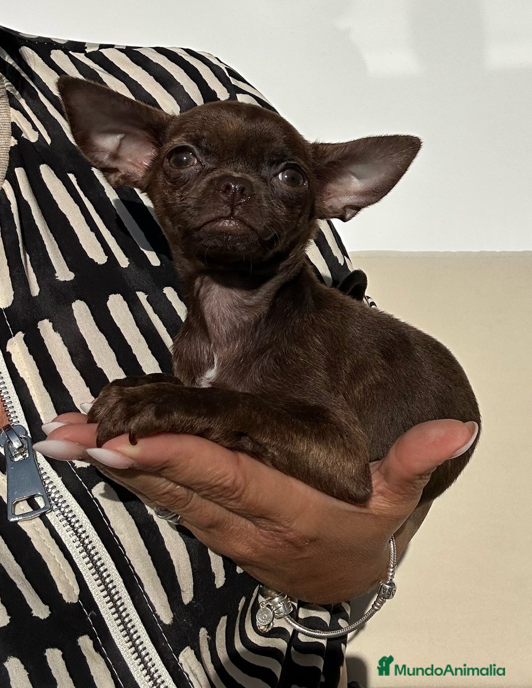 Chihuahua perros en venta: Chihuahua mini - Imagen 3