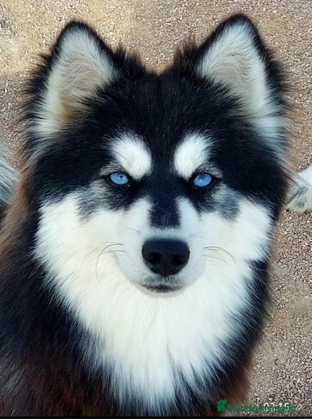 Pastor Australiano perros Hembra rojo merle - Anuncio 2