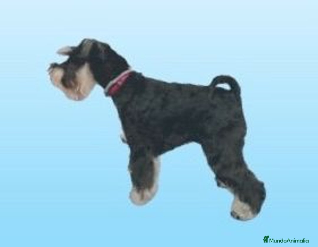 Schnauzer Miniatura perros en venta: Schnauzer mini negro-plata - Anuncio 3
