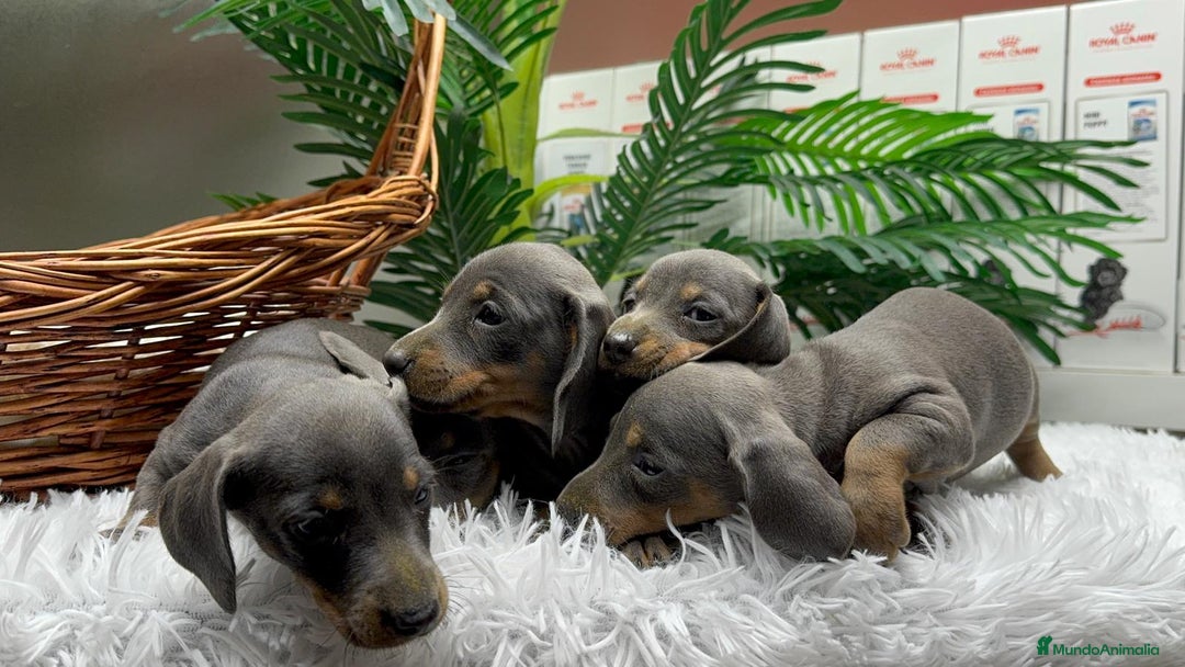 Teckel Miniatura perros en venta: TECKEL BLUE AND TAN - Anuncio 14