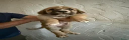 Mastín Español perros en venta: Mastín español - Anuncio 3