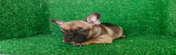 Bulldog Francés perros en venta: Bulldog francés  - Anuncio 4