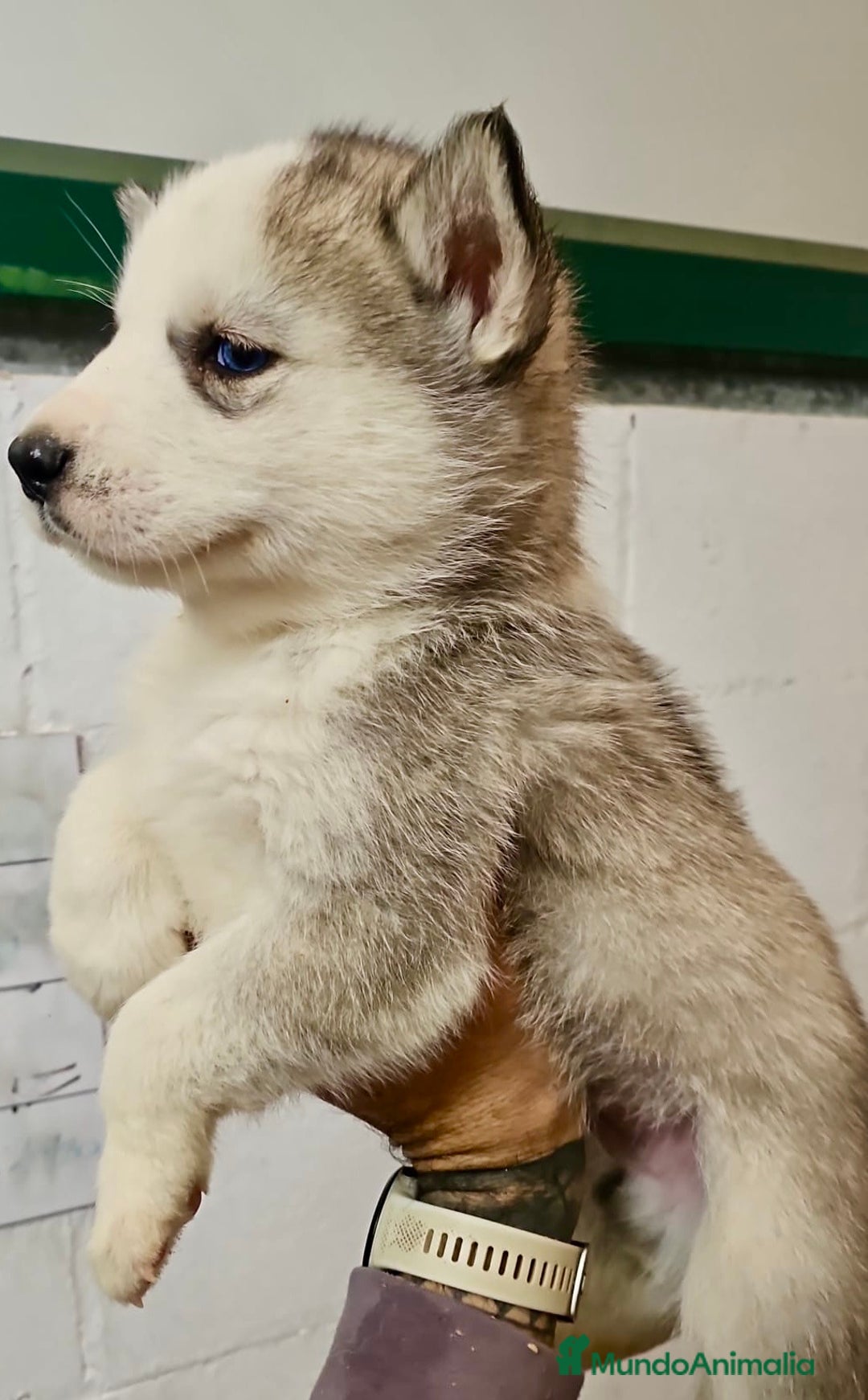 Husky Siberiano perros en venta: CAMADA DE HUSKY SIBERIANO - Anuncio 4