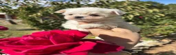 Bichón Maltés perros en venta: Bichon Maltés líneas coreanas toy - Anuncio 8