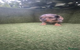 Teckel Miniatura perros en venta: teckel miniatura pelo basto arlequín y negro fuego - Imagen 9