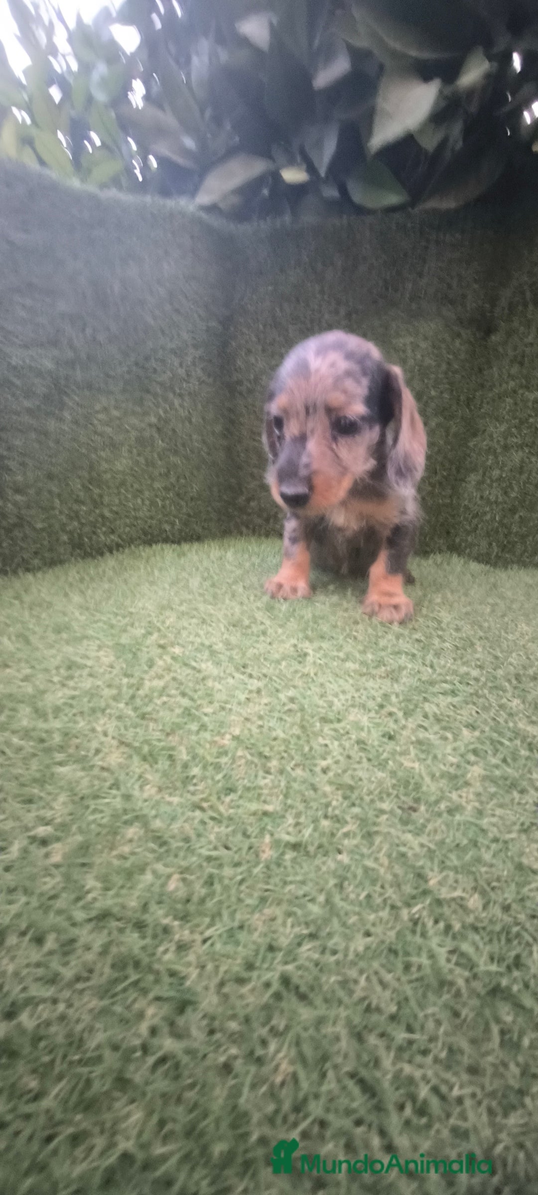 Teckel Miniatura perros en venta: teckel miniatura pelo basto arlequín y negro fuego - Imagen 9