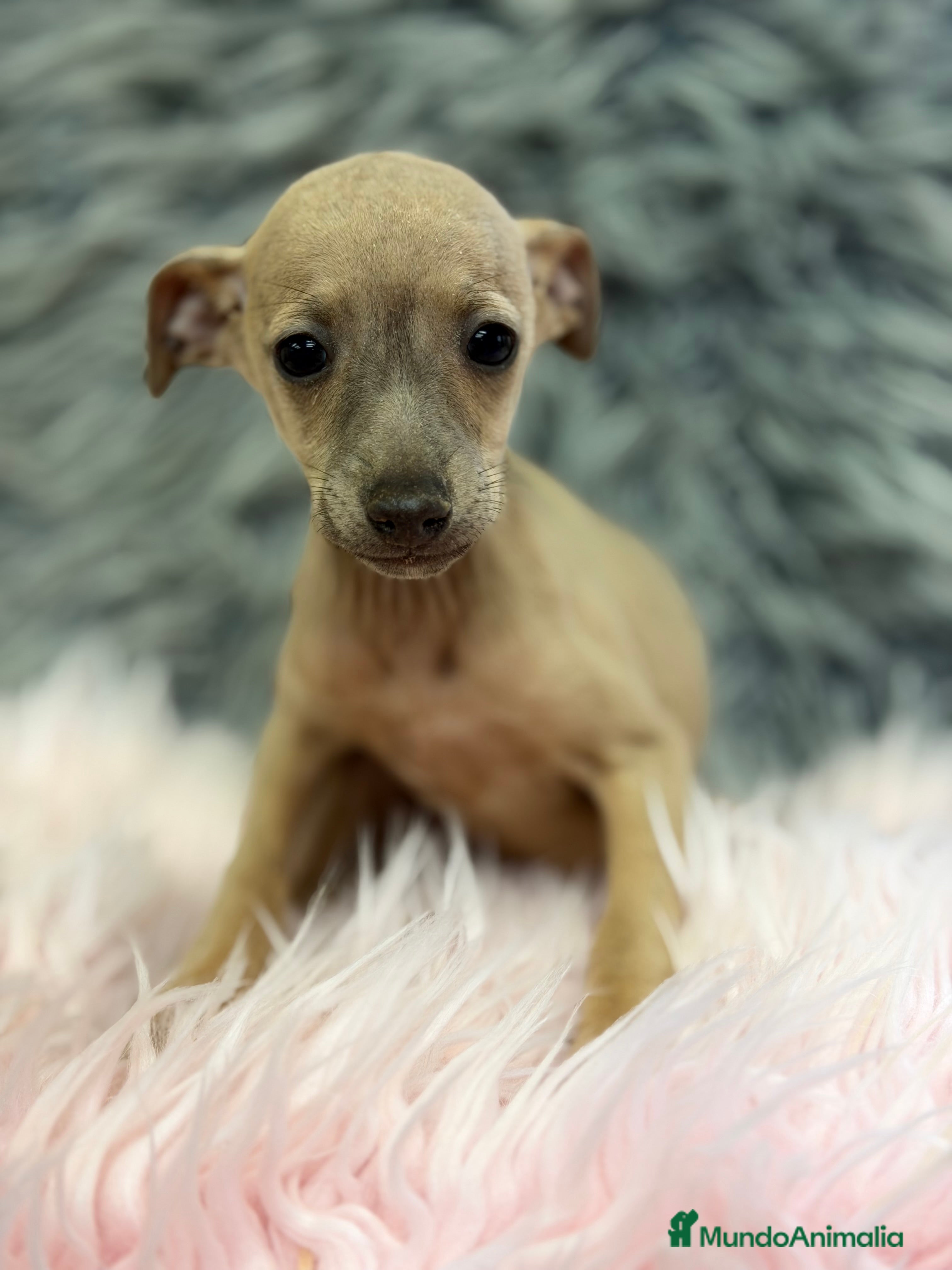 Pequeño Lebrel Italiano perros Piccolo Isabella hembra  - Anuncio 1
