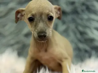 Pequeño Lebrel Italiano perros Piccolo Isabella hembra - Anuncio 1
