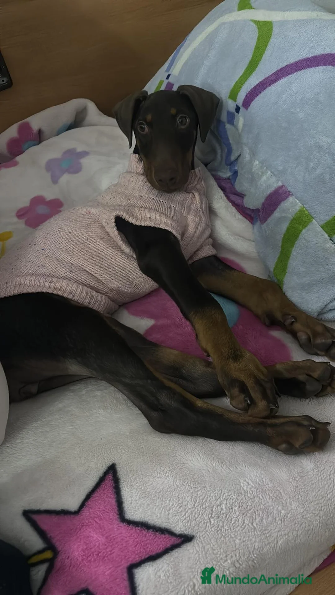 Dobermann perros en venta: Hembra de Doberman chocolate - Anuncio 3