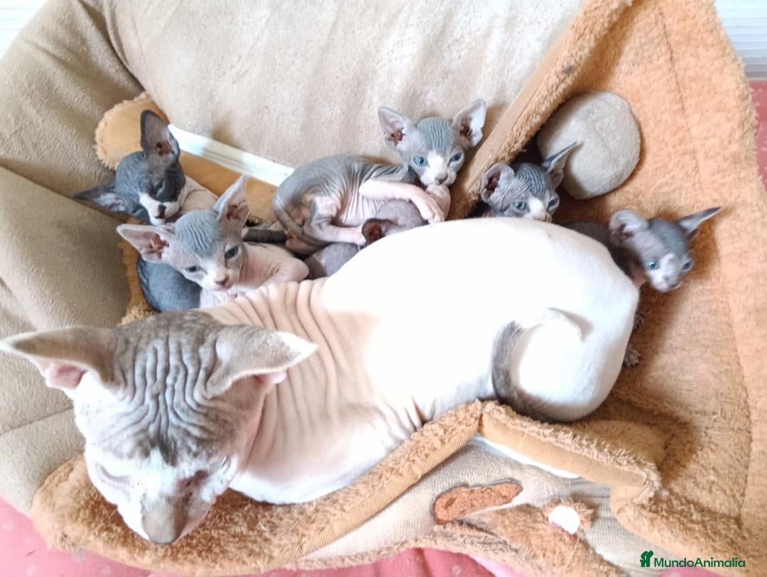 Sphynx gatos Preciosa camada Sphynx - Anuncio 2