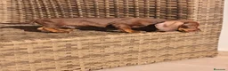 Teckel Miniatura perros en venta: Teckel Mini chocolate hembra y macho  - Anuncio 15