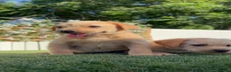 Labrador Retriever perros en venta: LABRADOR RETRIEVER  - Anuncio 10