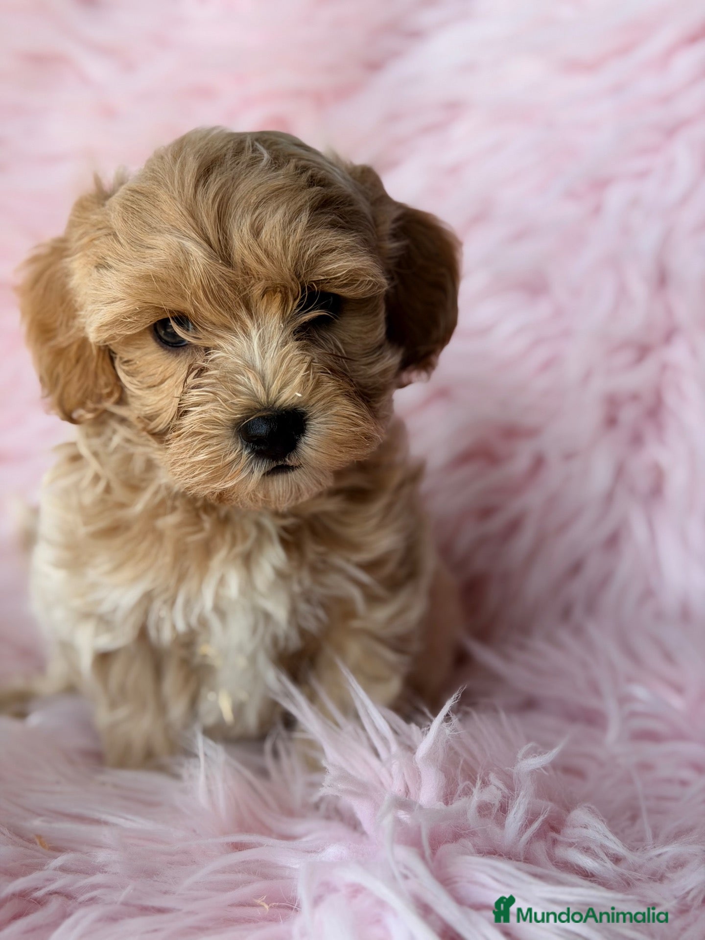 Maltipoo perros Maltipoo Toy  - Anuncio 1