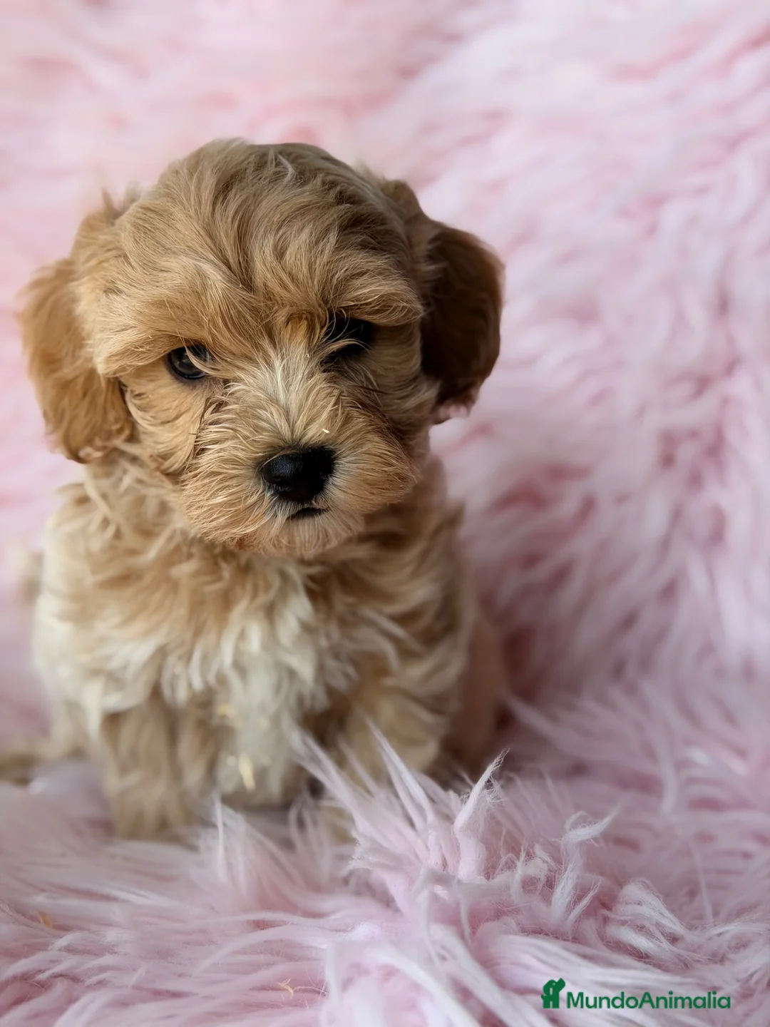 Maltipoo perros en venta: Maltipoo Toy  - Anuncio 1