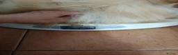 Pomerania perros en venta: Machito de pomerania americano  - Anuncio 4