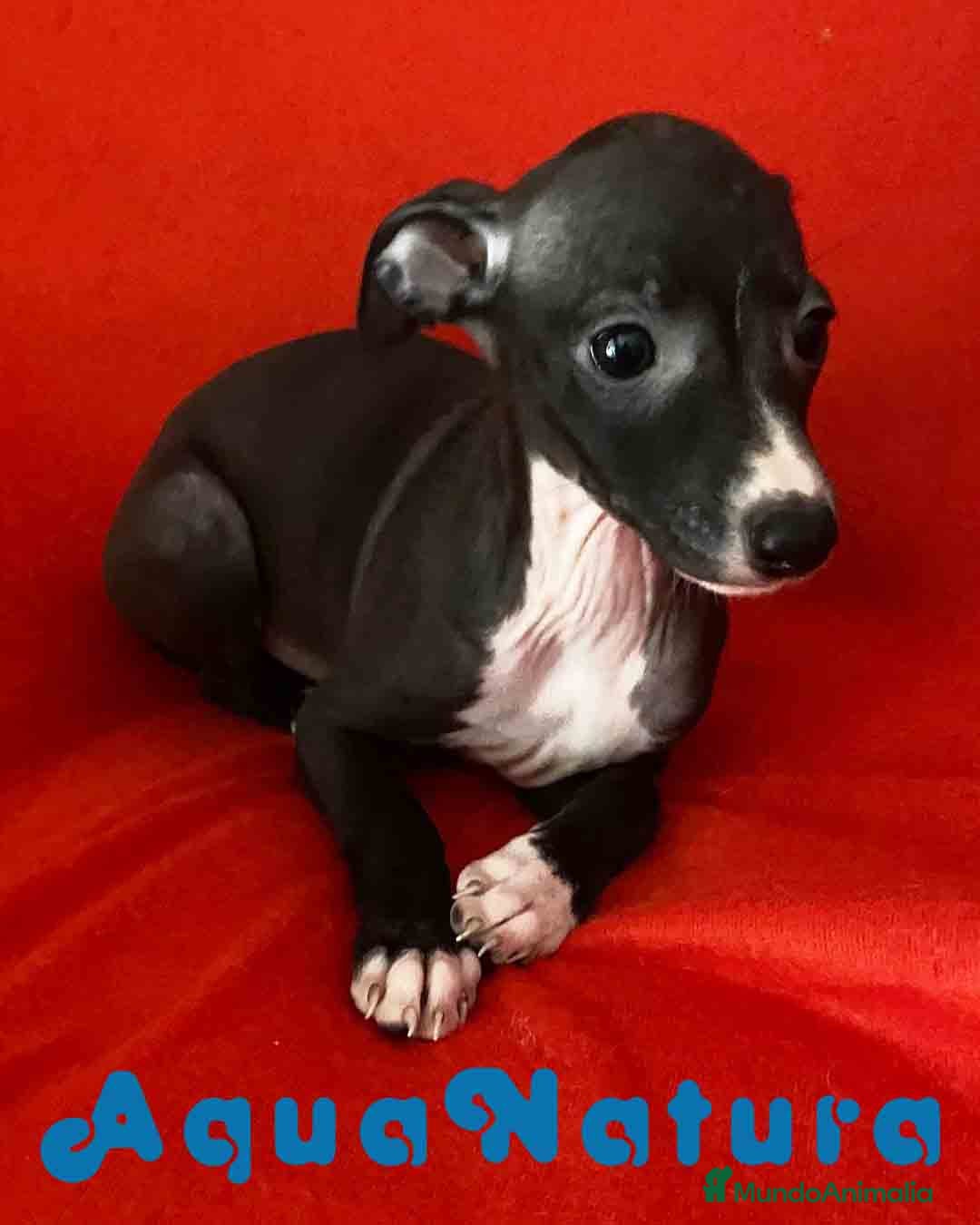 Pequeño Lebrel Italiano perros Lebrel Italiano Hembra 6224 de BN- AQUANATURA en Barcelona - Anuncio 9